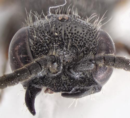 Réf. 315 603 : Tiphia sp.